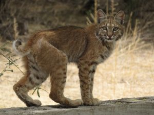 Bobcat in Cascabel
