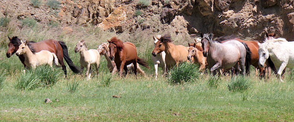 Horses along the Khovd river, Mongolia