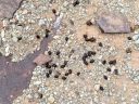 deer droppings on the Tanner trail, Grand Canyon National Park