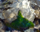 Kai Staats - Leaf Under Water