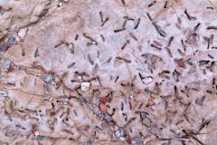 IMG_1126-sandstone_indents