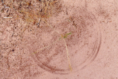 IMG_1197-sand_brush