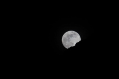 IMG_1311
