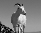 Kai Staats - Alaska, 1990: Dall Sheep Portrait