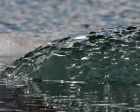 Kai Staats - Alaska, 2005: A Glacier Bay Runaway