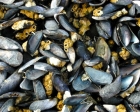 Kai Staats - Alaska, 2005: Mussels
