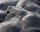 Kai Staats - Hawaii, 2012: Mounds 1