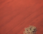 Kai Staats - Namibia Dune & Tree