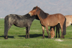 IMG_4770-horses