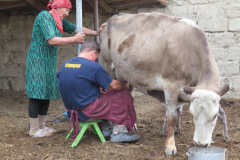 IMG_4799-milking_cow