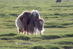 IMG_4987-yak