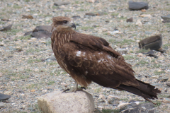IMG_5103-hawk
