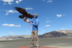 IMG_5962-eagle_kai